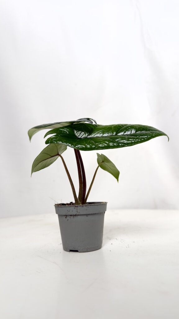 Alocasia Scalprum 6/15 cm – kolekcjonerska alokazja o wąskich ciemnozielonych liściach.
