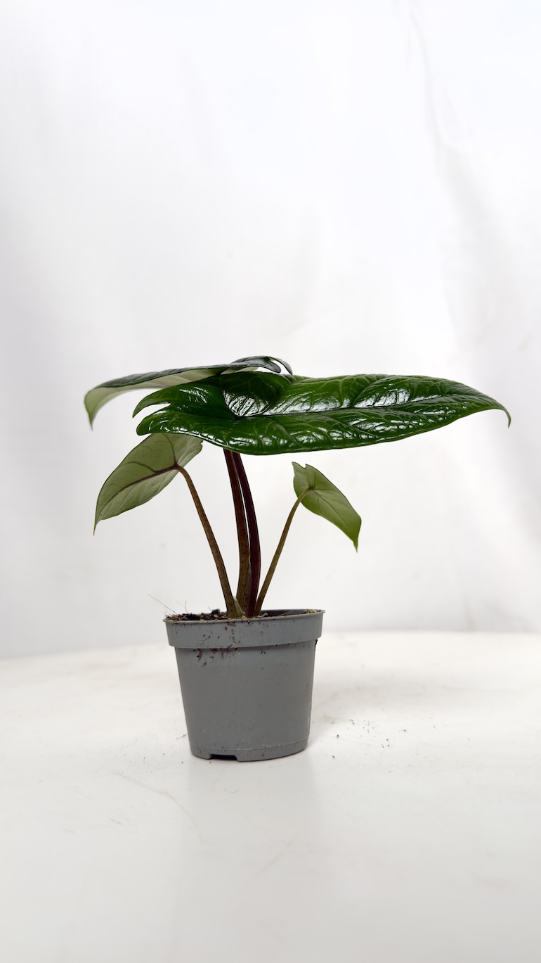 Alocasia Scalprum 6/15 cm