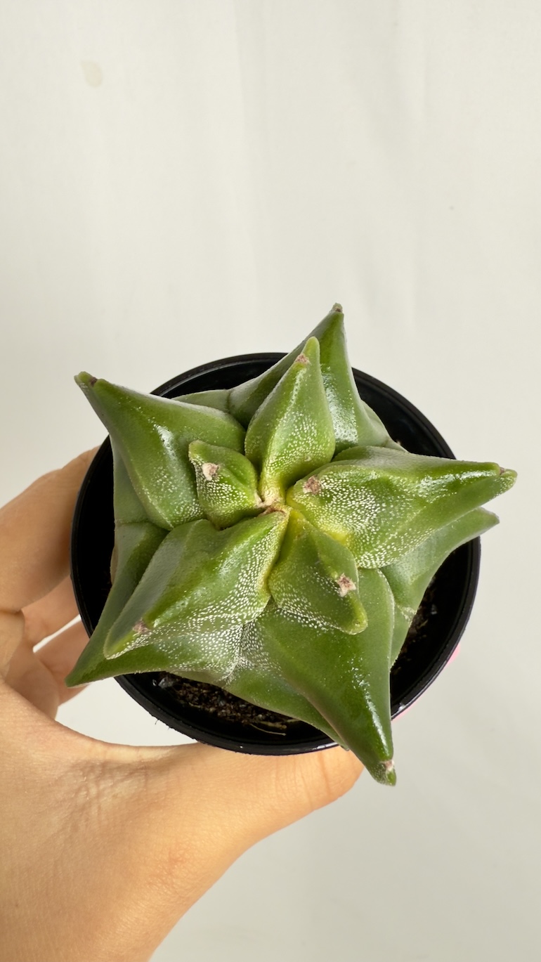 Astrophytum Myriostigma