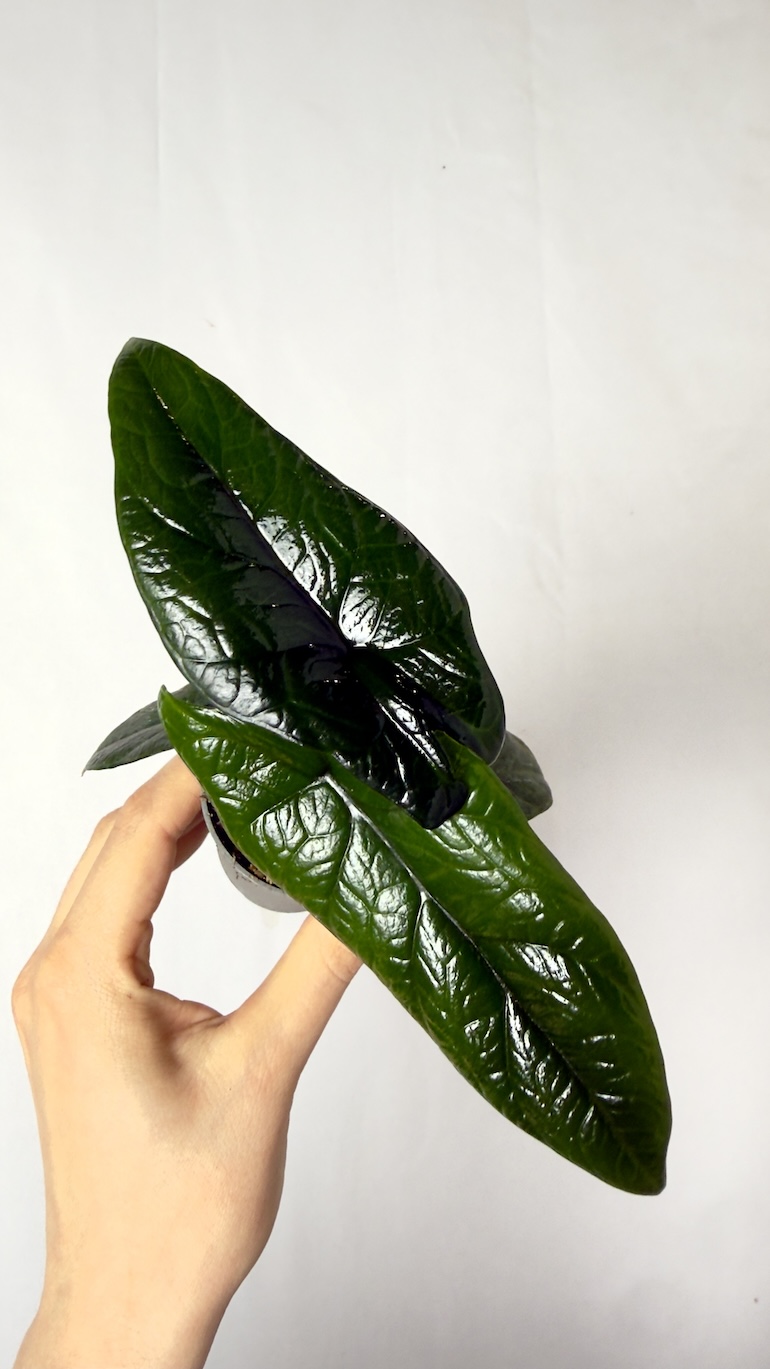 Alocasia Scalprum 6/15 cm