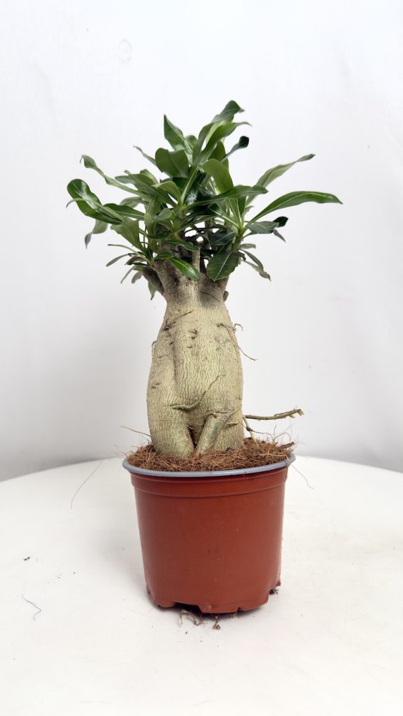 Adenium Obesum