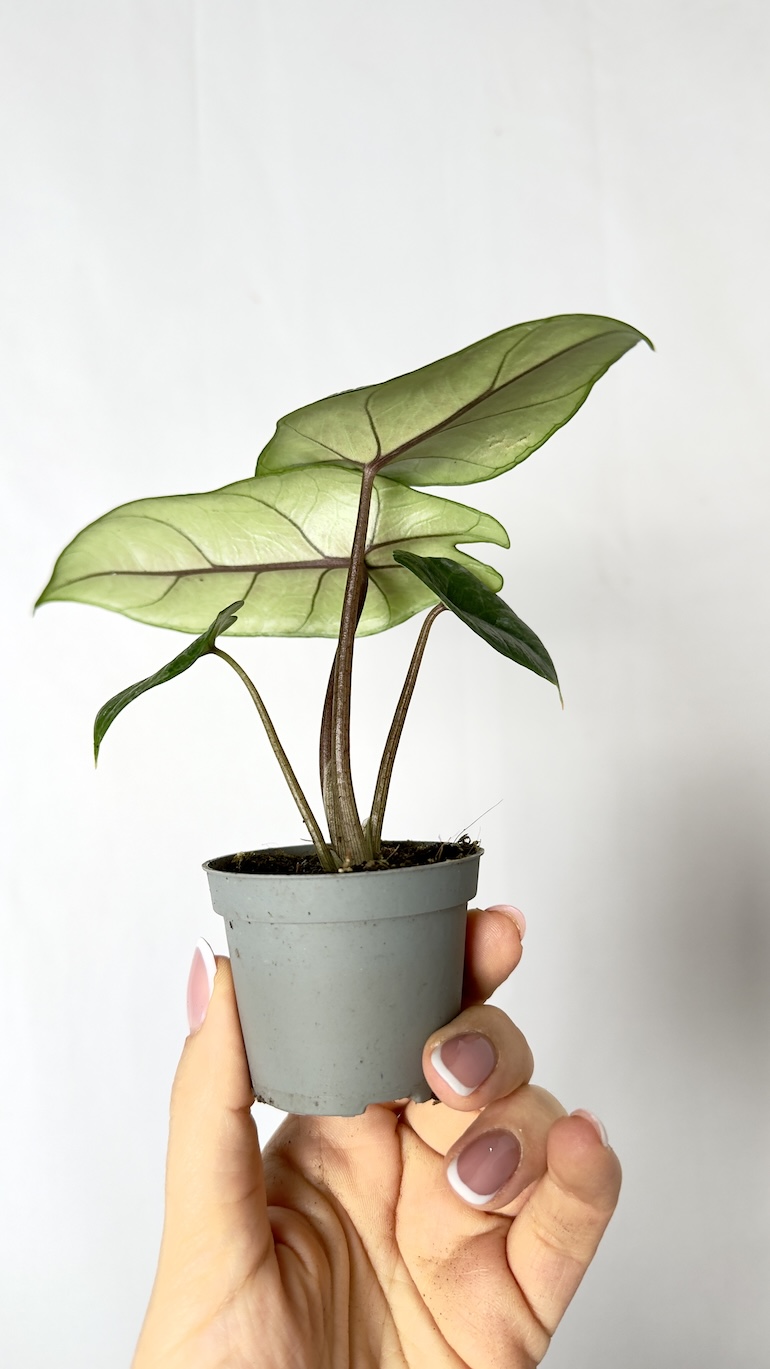 Alocasia Scalprum 6/15 cm