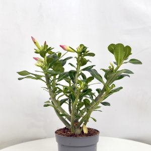 Adenium Obesum różowe kwiaty