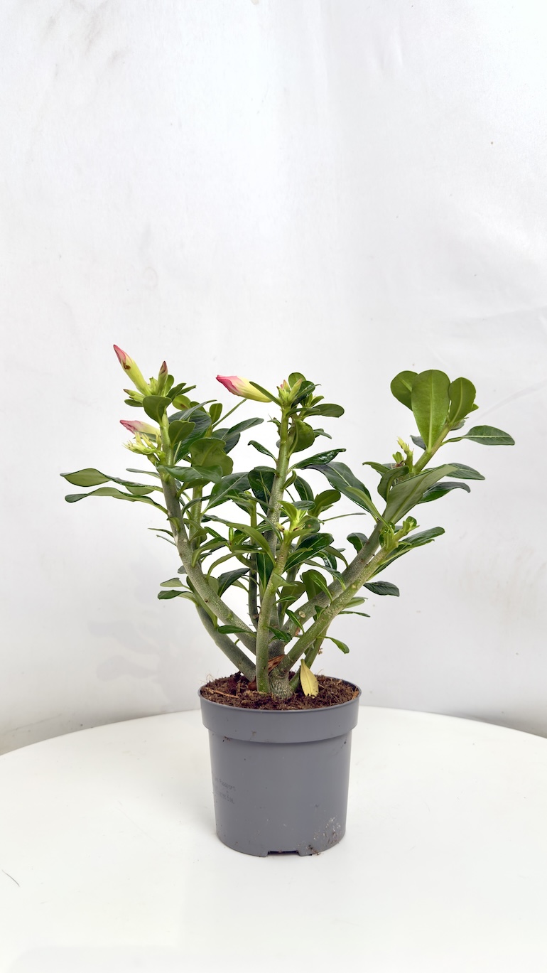 Adenium Obesum różowe kwiaty