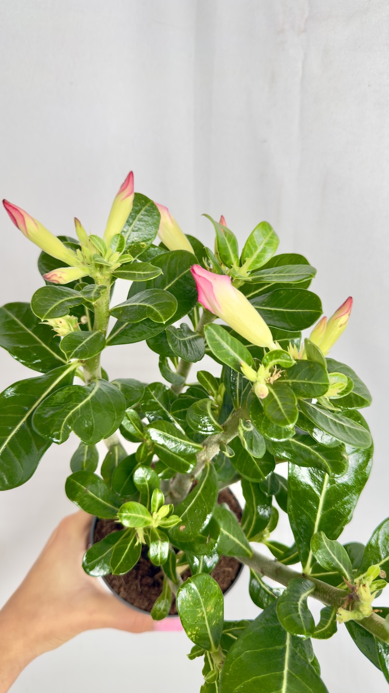 Adenium Obesum różowe kwiaty