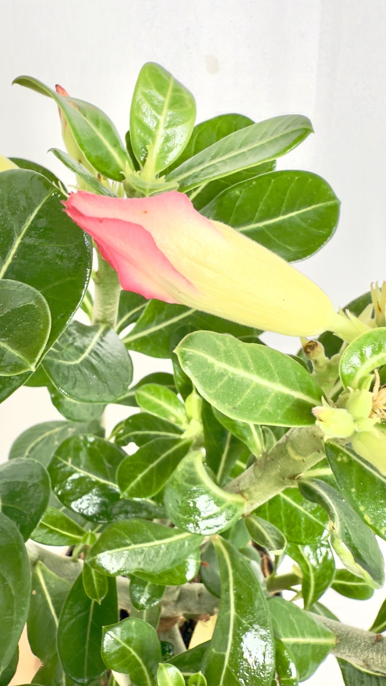 Adenium Obesum różowe kwiaty