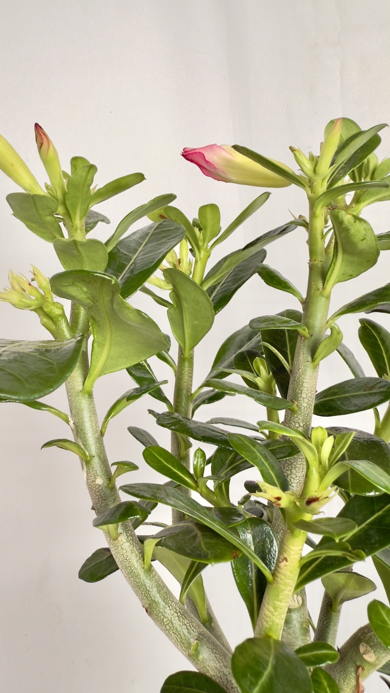 Adenium Obesum różowe kwiaty