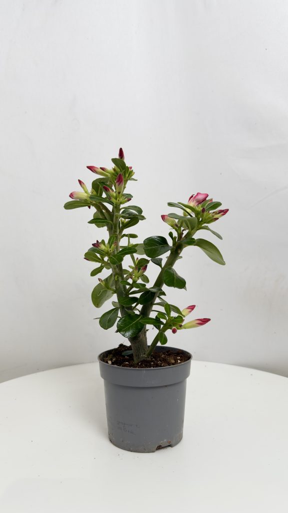 Adenium obesum czerwone kwiaty