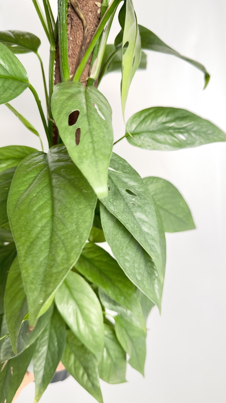 Epipremnum Cebu Blue