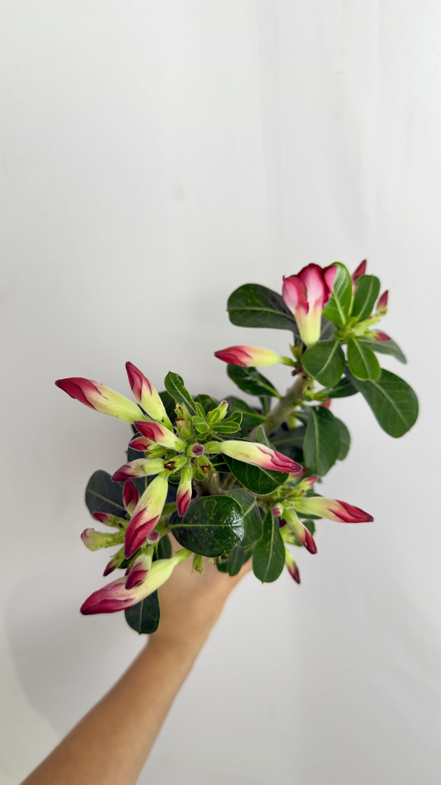Adenium obesum czerwone kwiaty
