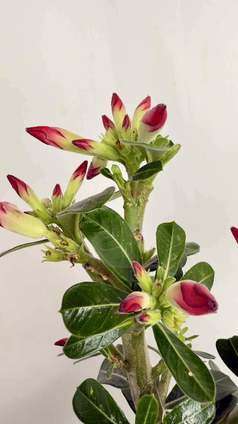 Adenium obesum czerwone kwiaty