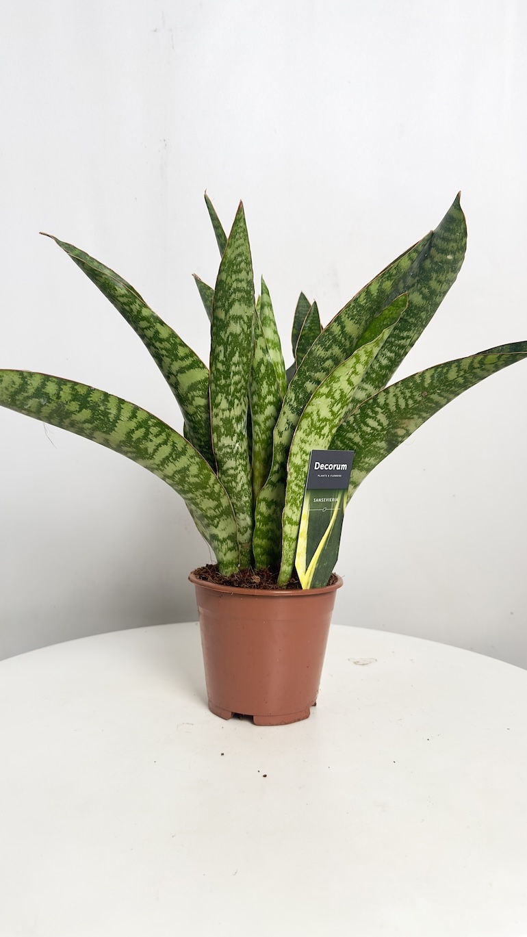 Sansevieria Aubrytiana Jaboa
