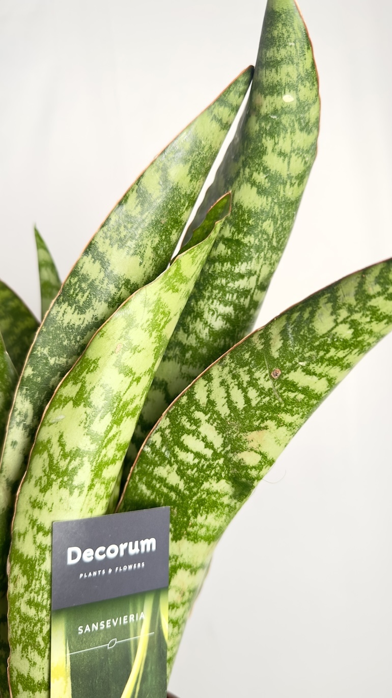 Sansevieria Aubrytiana Jaboa