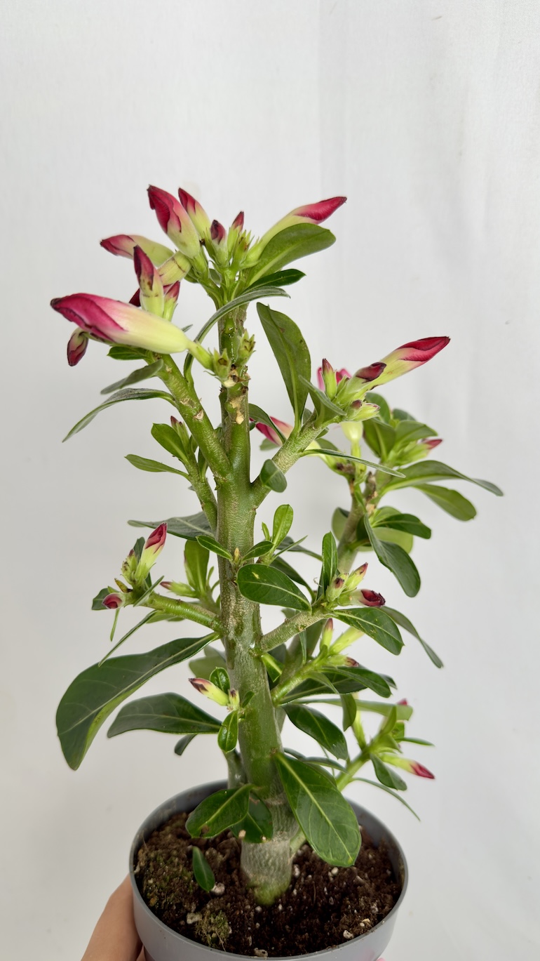 Adenium obesum czerwone kwiaty