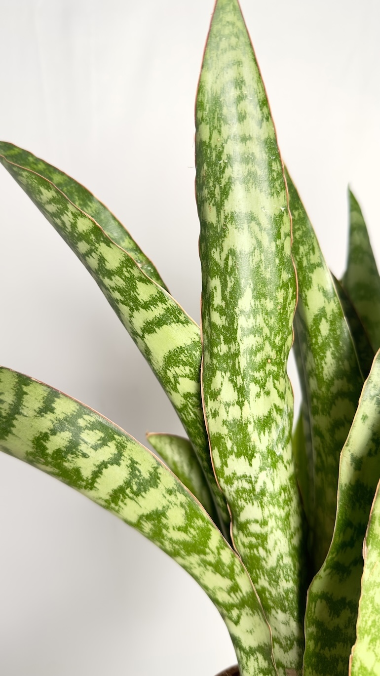 Sansevieria Aubrytiana Jaboa