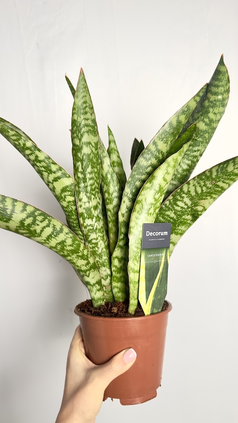Sansevieria Aubrytiana Jaboa