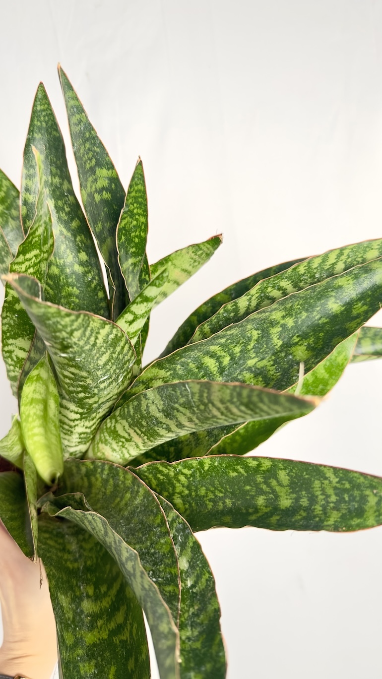 Sansevieria Aubrytiana Jaboa