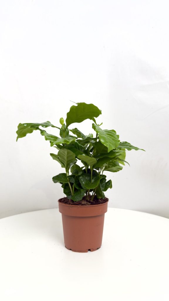 Coffea Arabica
