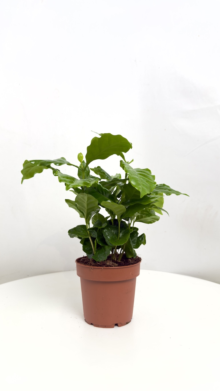 Coffea Arabica