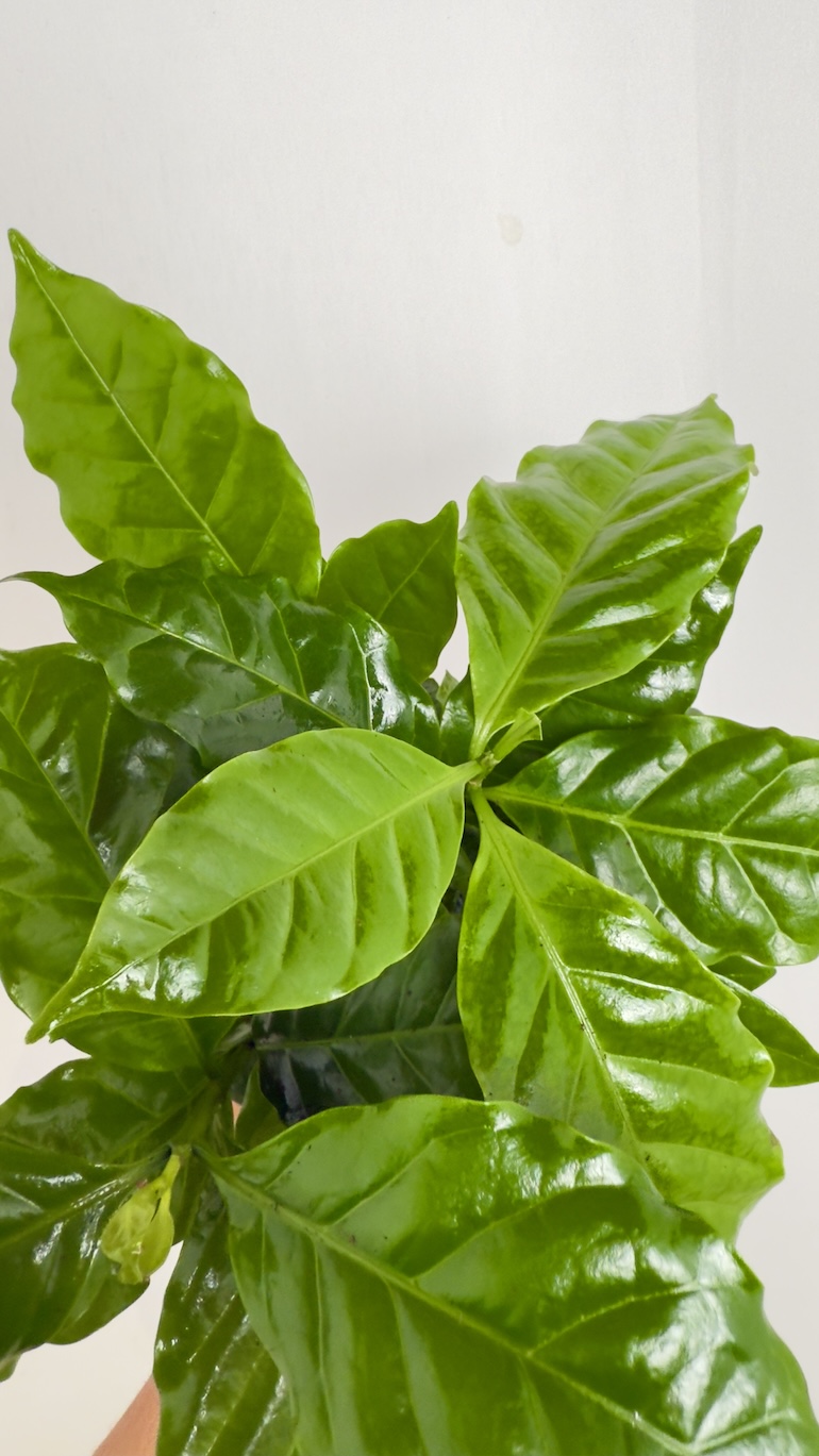 Coffea Arabica