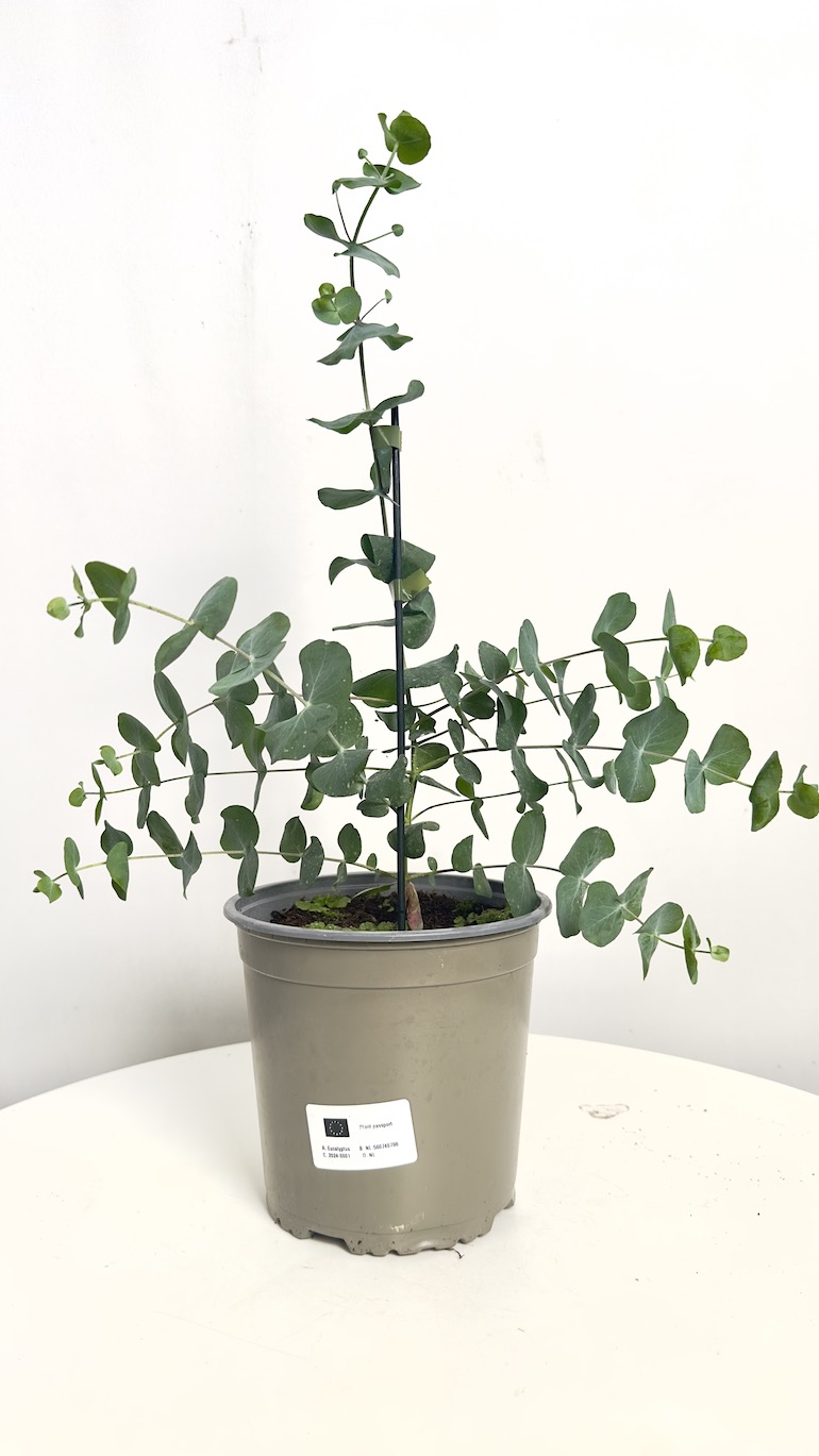 Eucalyptus pulverulenta