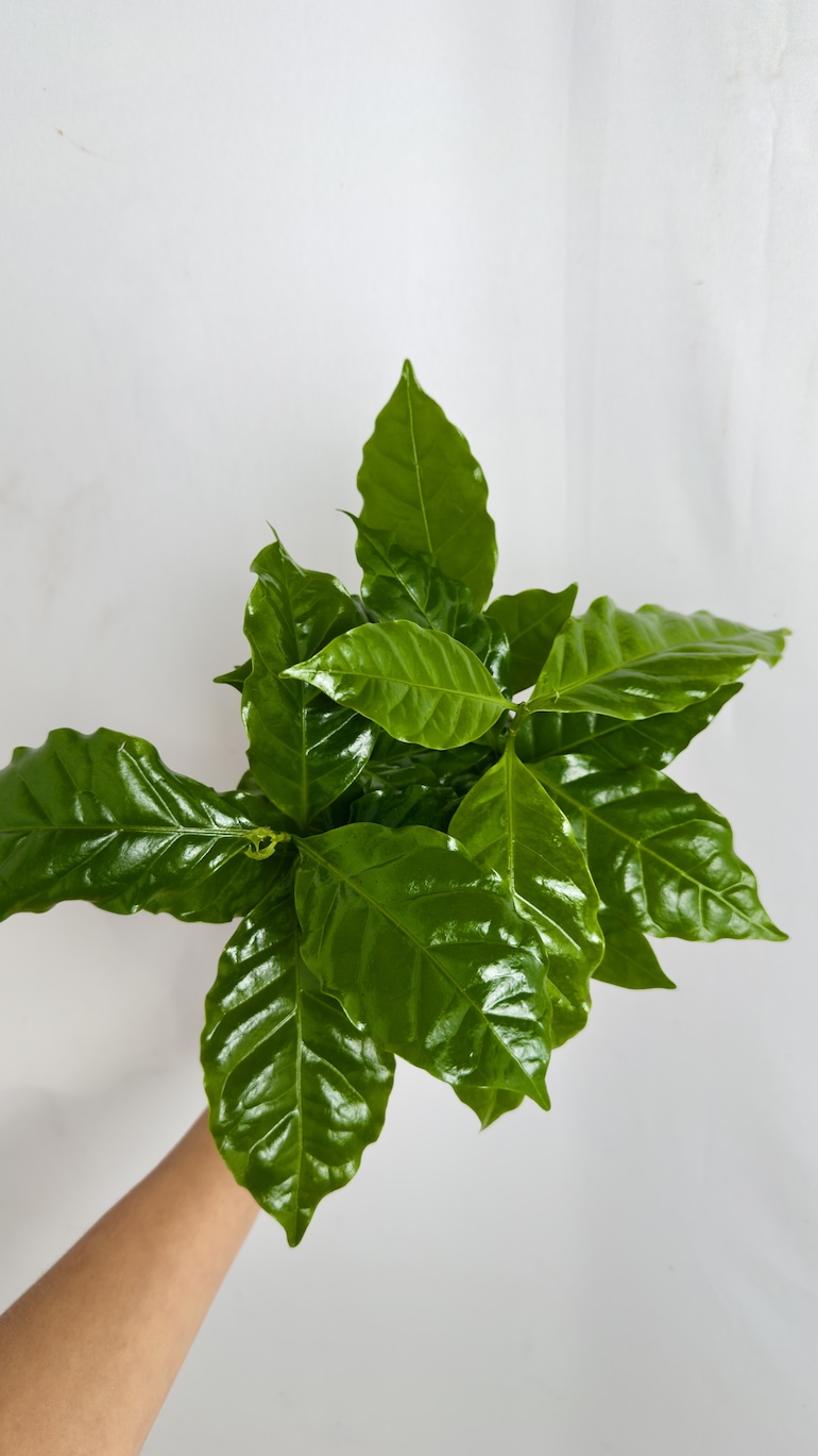 Coffea Arabica