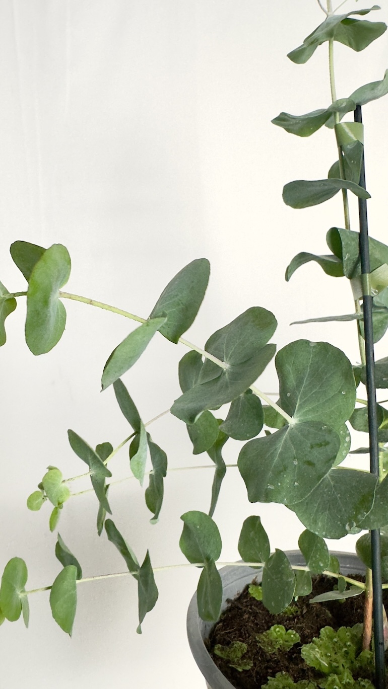 Eucalyptus pulverulenta