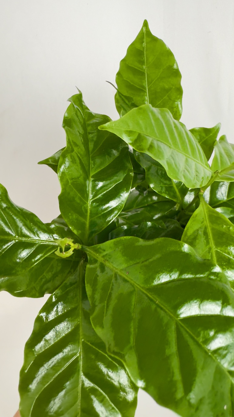 Coffea Arabica