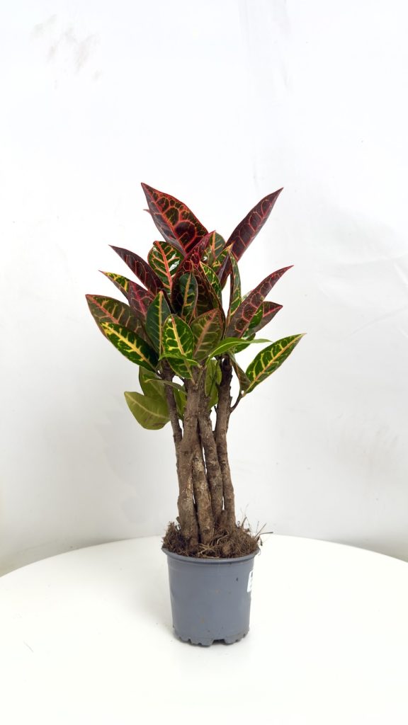 Codiaeum variegatum Petra