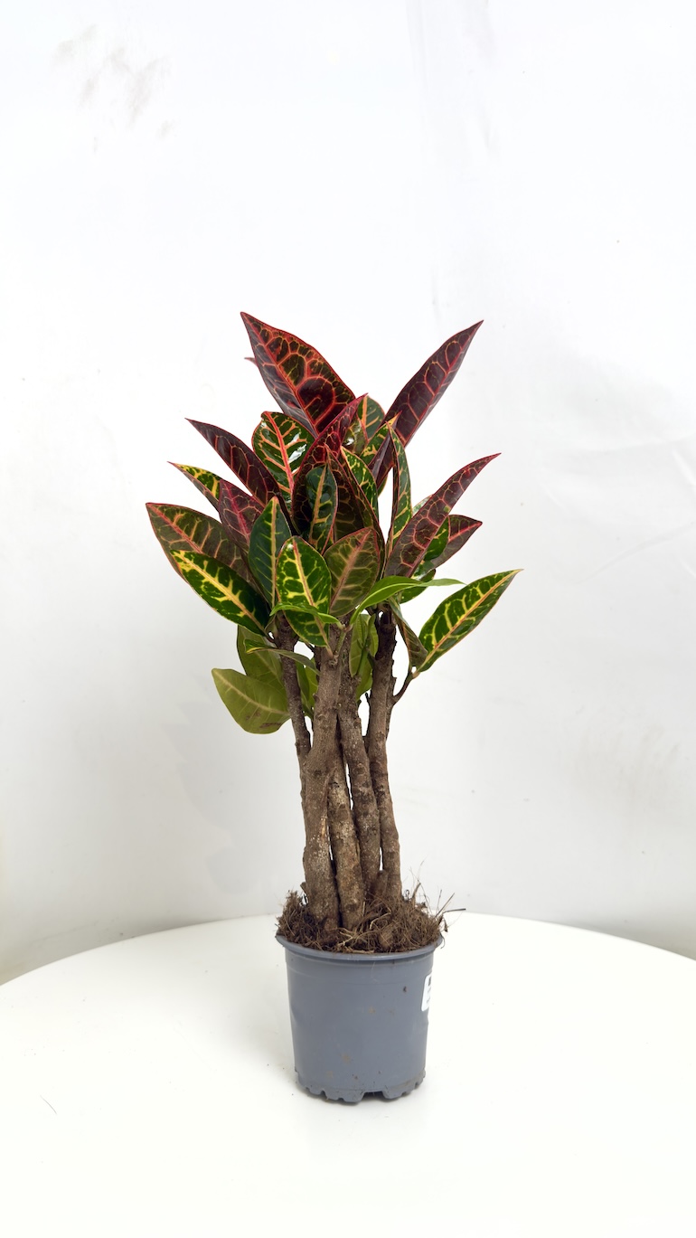 Codiaeum variegatum Petra
