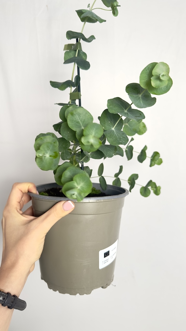 Eucalyptus pulverulenta