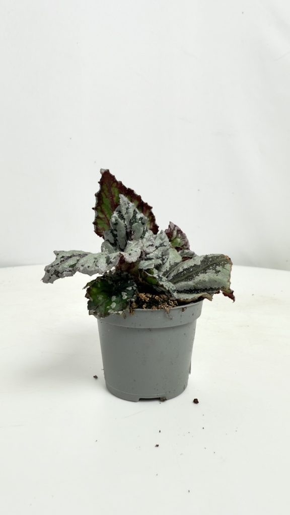 Begonia rex Dew Drop