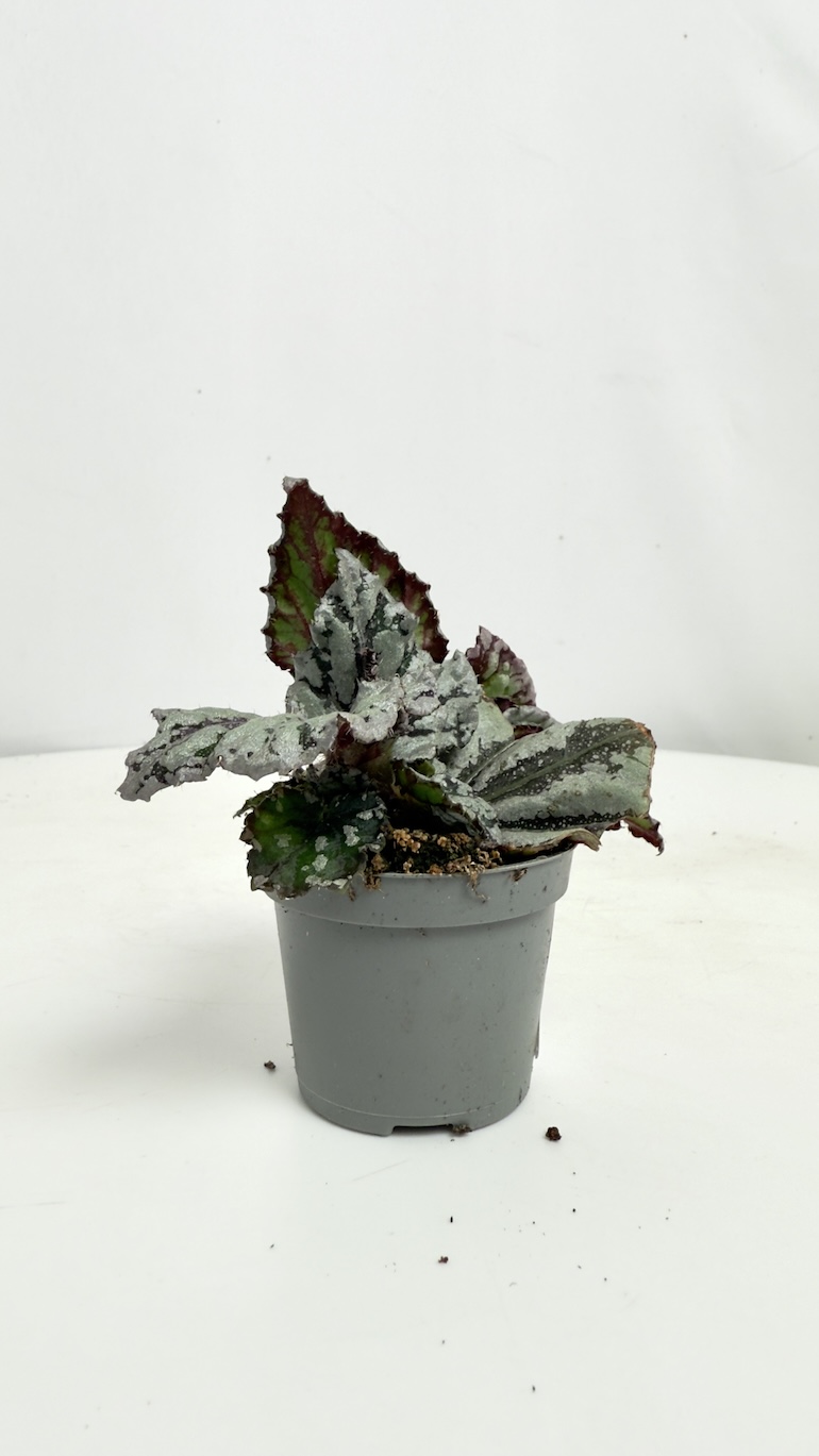 Begonia rex Dew Drop