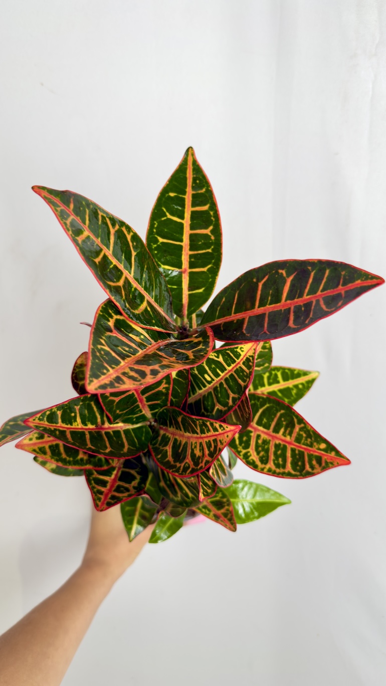 Codiaeum variegatum Petra