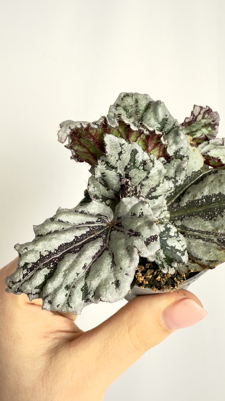 Begonia rex Dew Drop