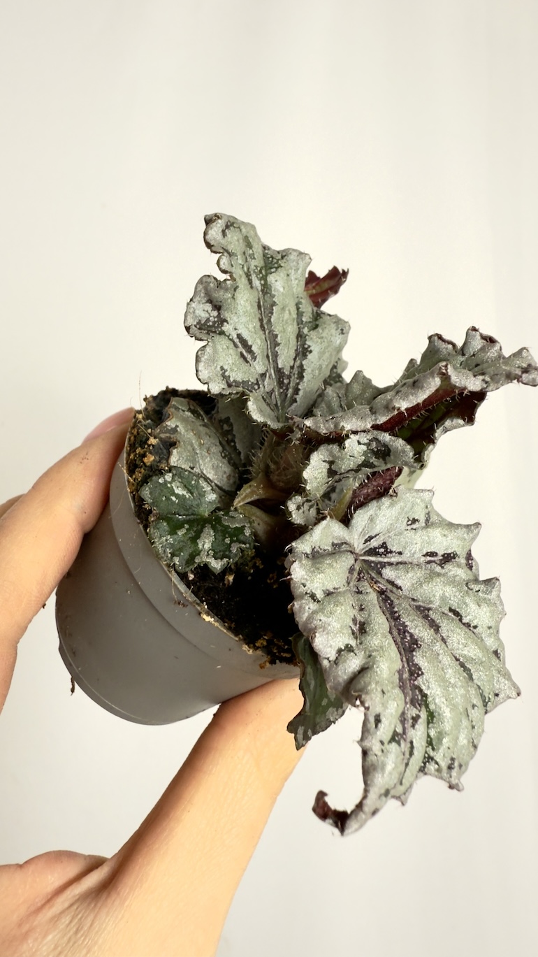 Begonia rex Dew Drop