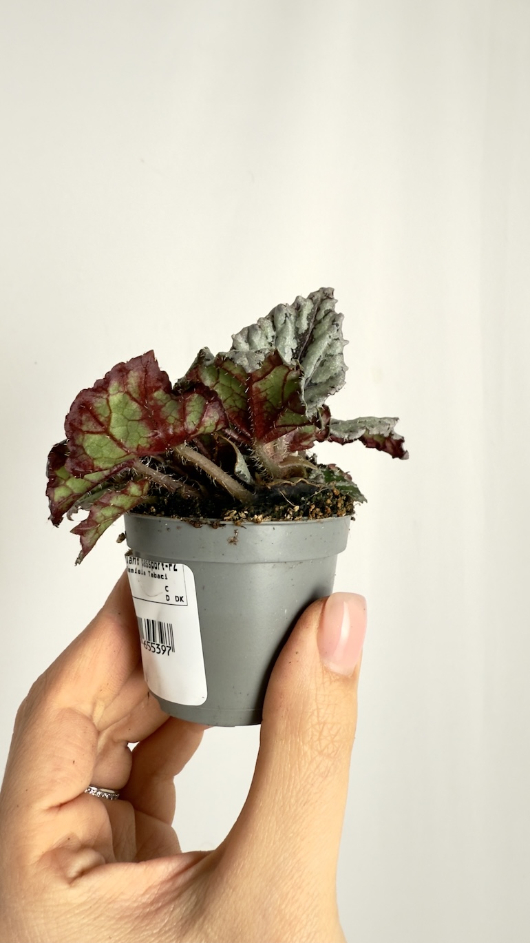Begonia rex Dew Drop