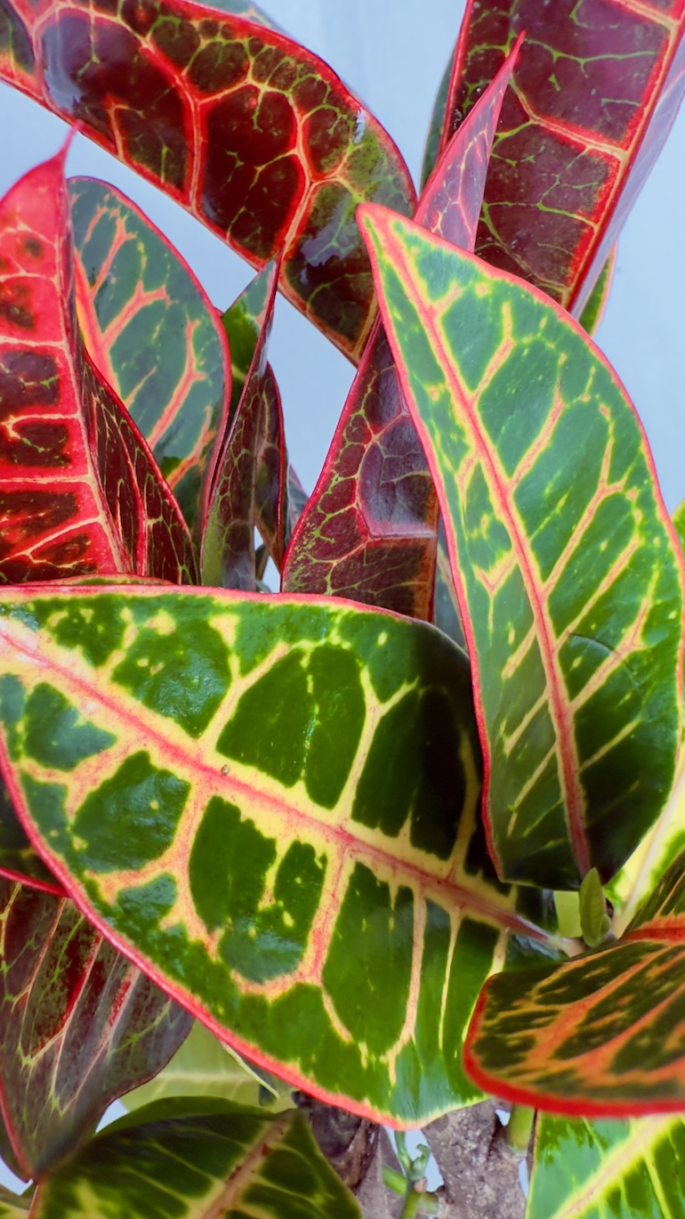 Codiaeum variegatum Petra