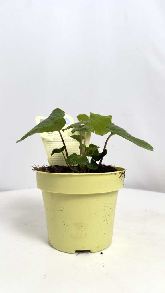 Wasabi Japonica