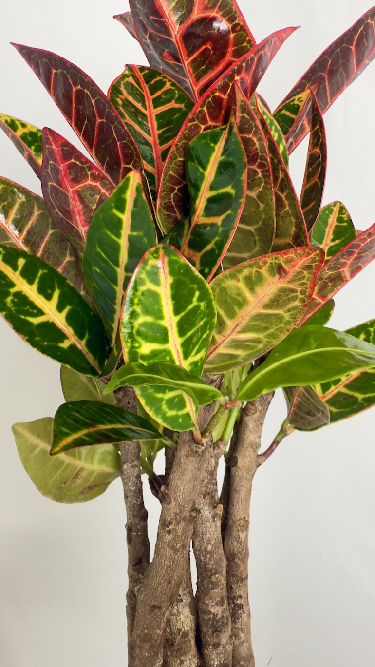 Codiaeum variegatum Petra