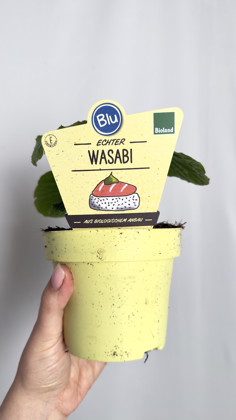 Wasabi Japonica