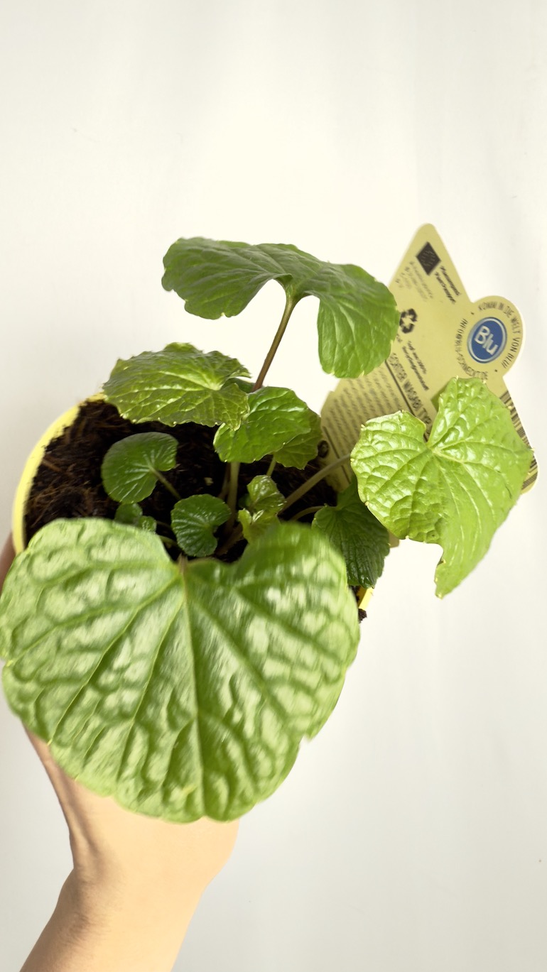 Wasabi Japonica