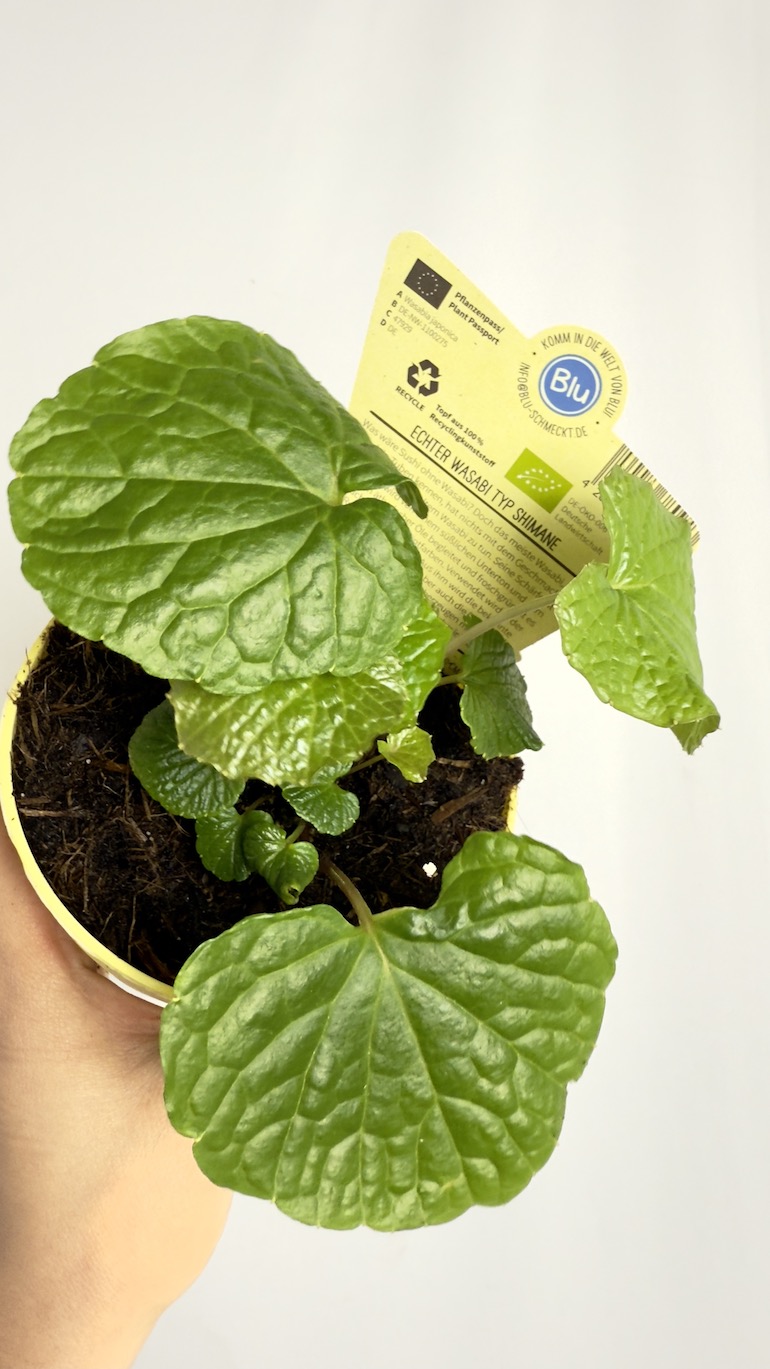 Wasabi Japonica