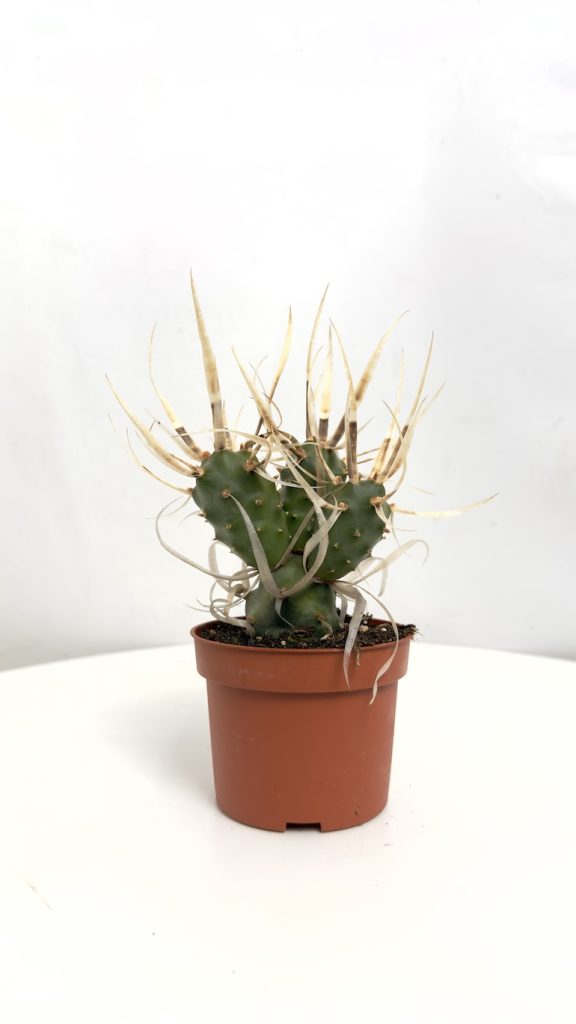 Tephrocactus articulatus var. papyracanthus