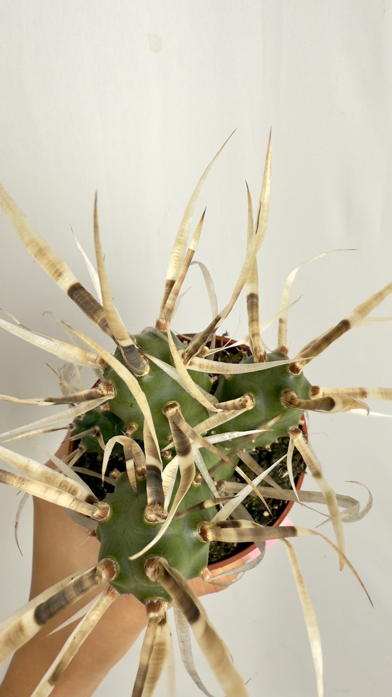 Tephrocactus articulatus var. papyracanthus