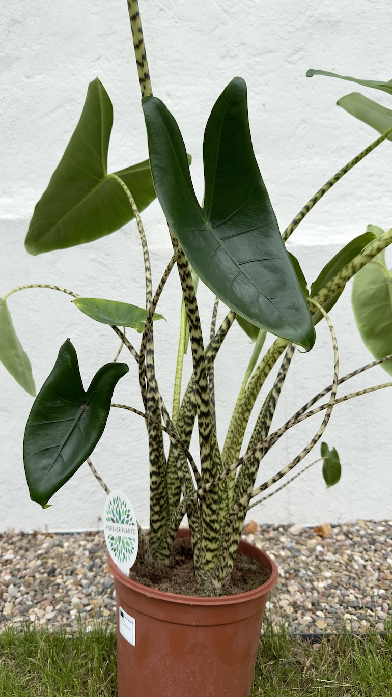 Alocasia Zebrina