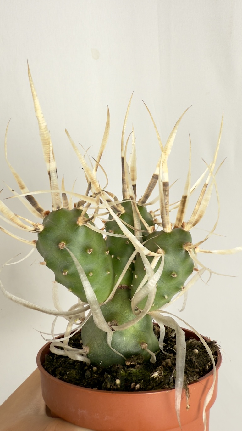 Tephrocactus articulatus var. papyracanthus