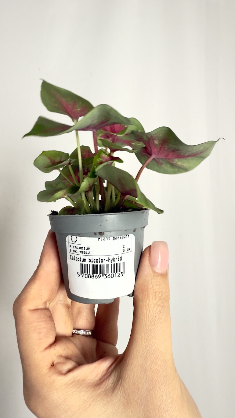 Caladium Pink Speckled