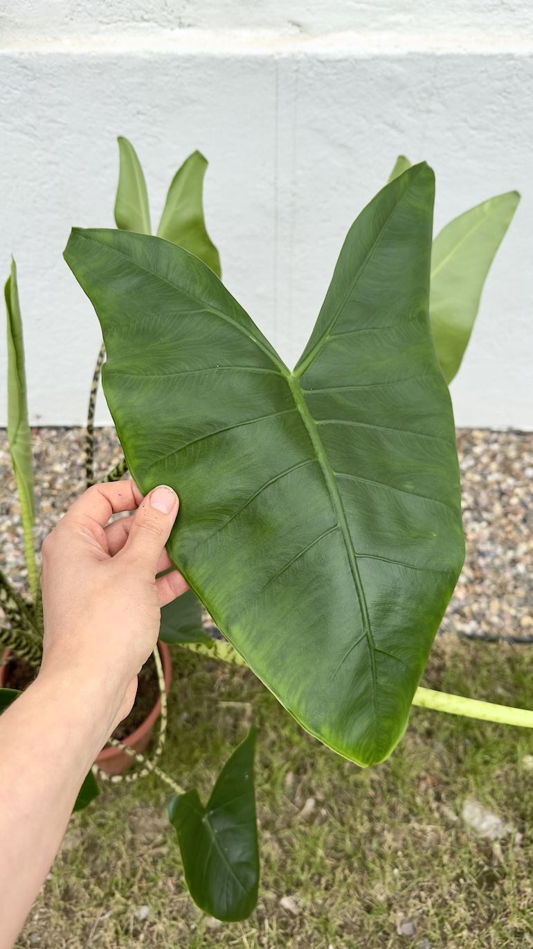 Alocasia Zebrina