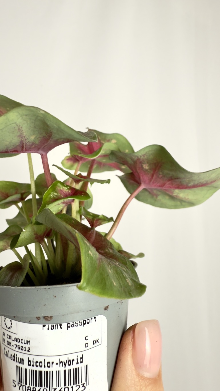 Caladium Pink Speckled